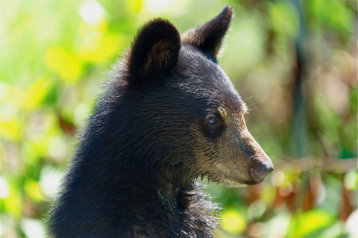 Bear Cub 0815